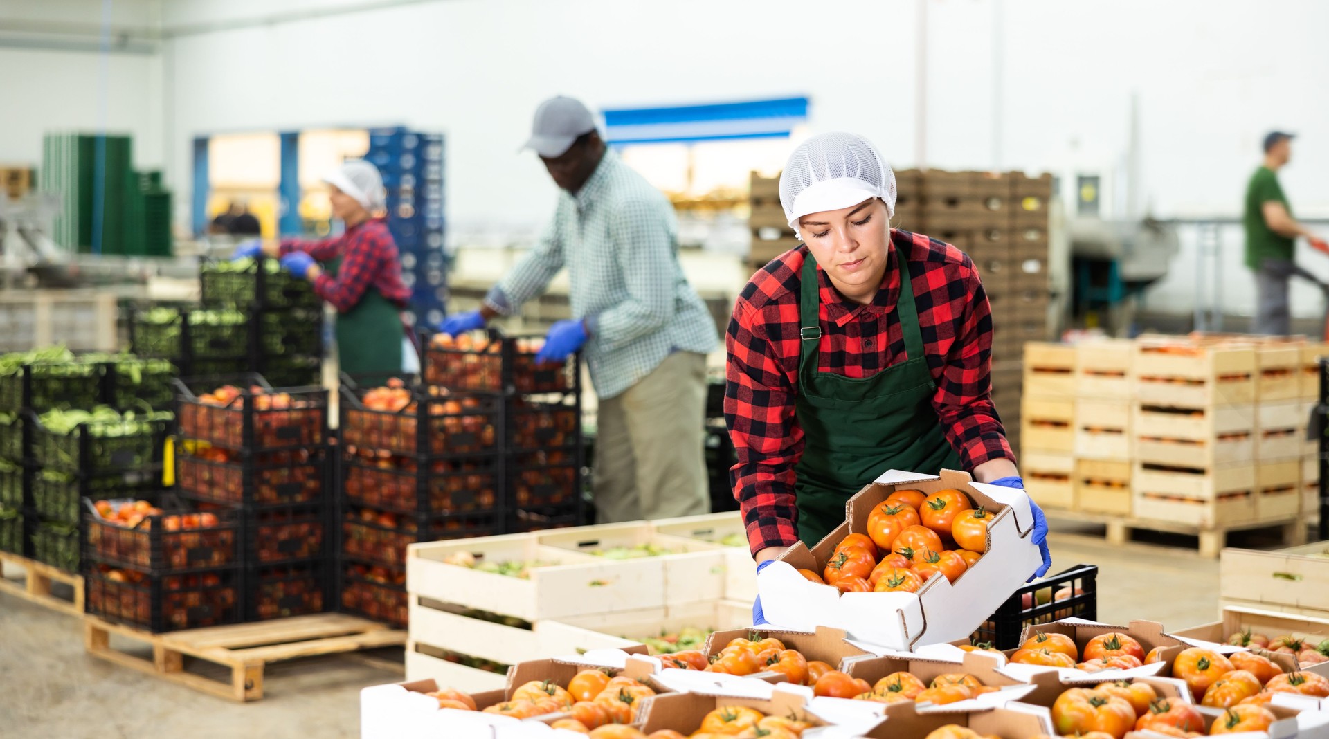 Woman worker stacking organic tomatoes in boxes at agricultural manufacturing